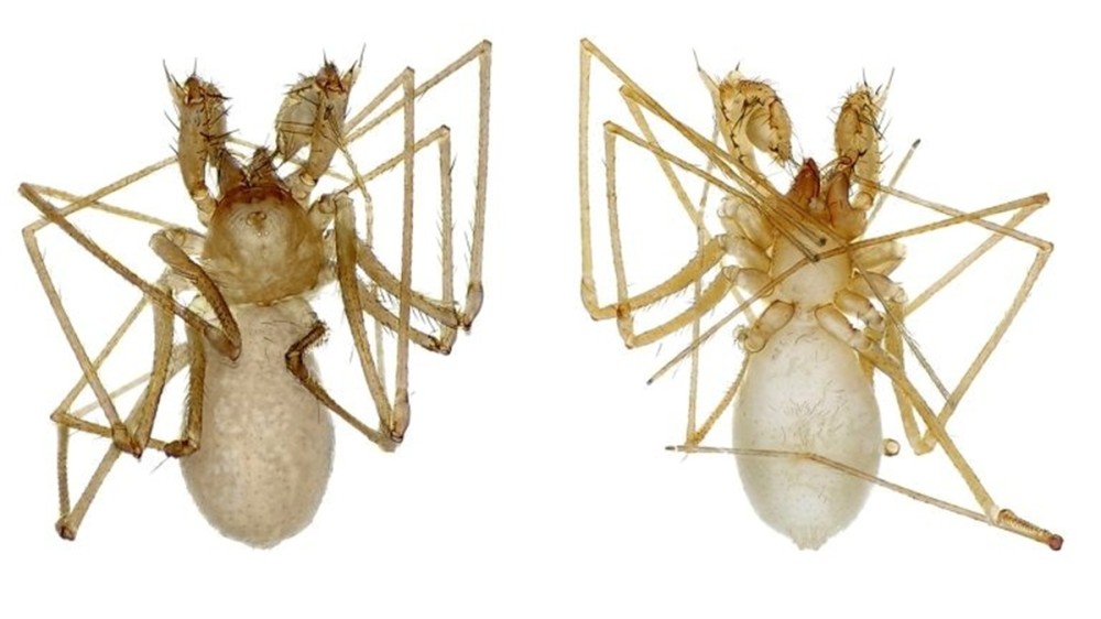 A National Geographic is beszámolt az Urák István közreműködésével felfedezett új pókfajról